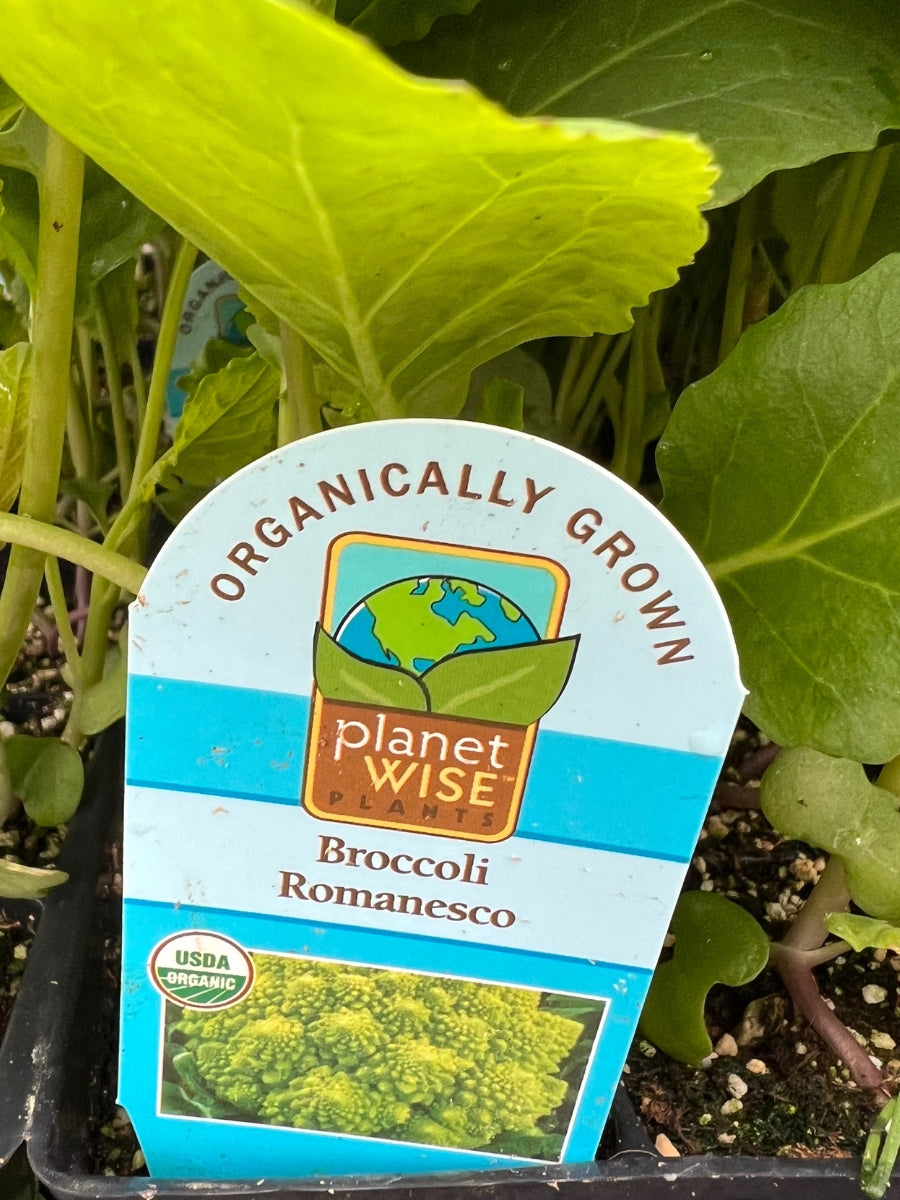 Organic Jumbo 6 Pack | Broccoli Romanesco