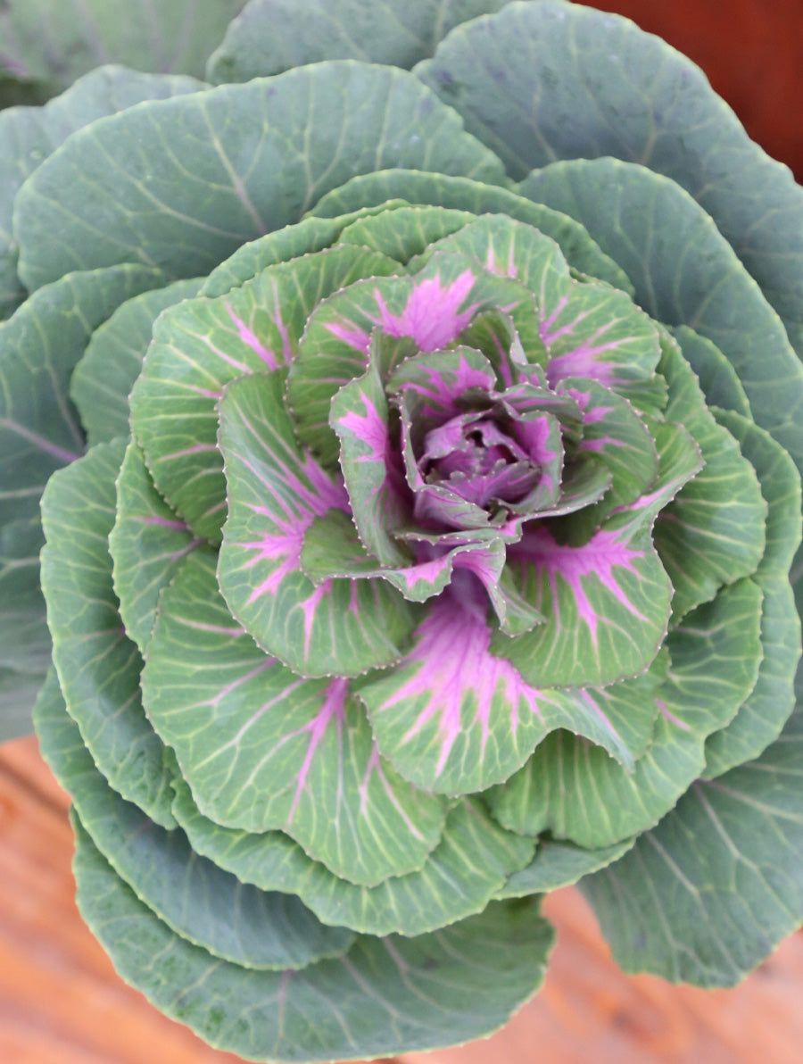 Watson's Greenhouse 