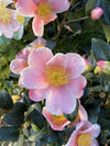 Camellia sasanqua Pink-A-Boo®