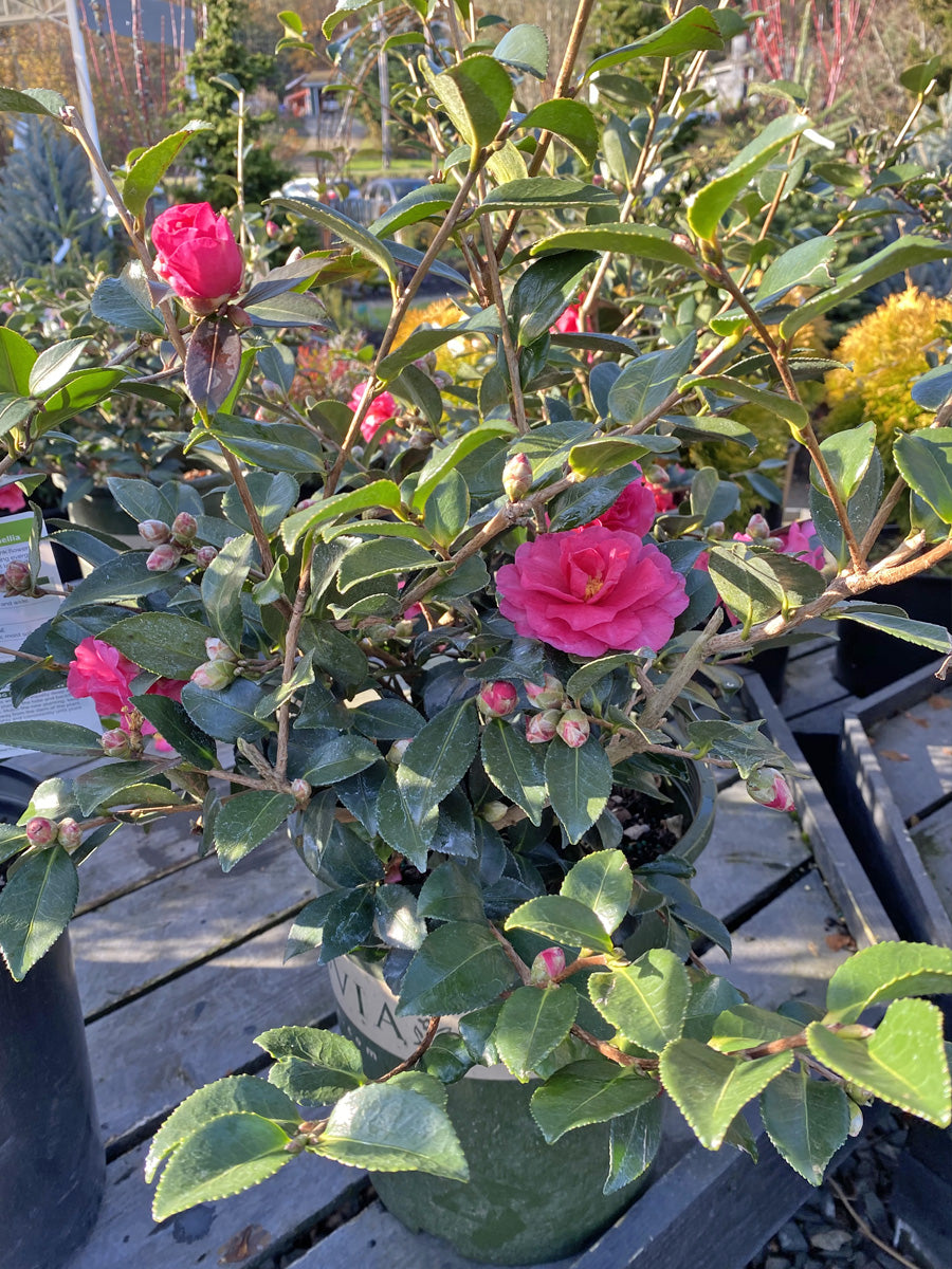 Watson's Greenhouse 