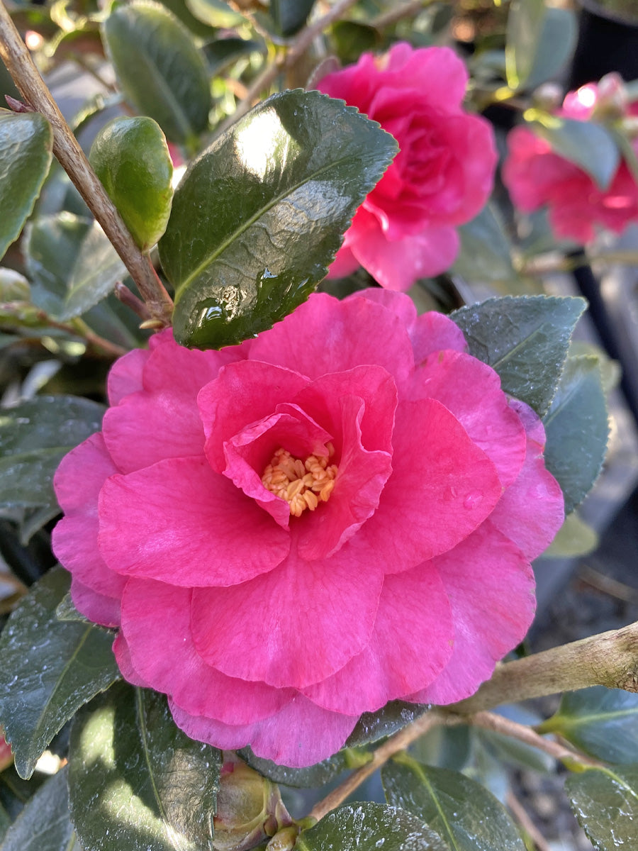 Watson's Greenhouse 