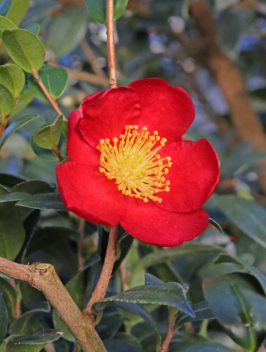 Camellia sasanqua 'Yuletide'