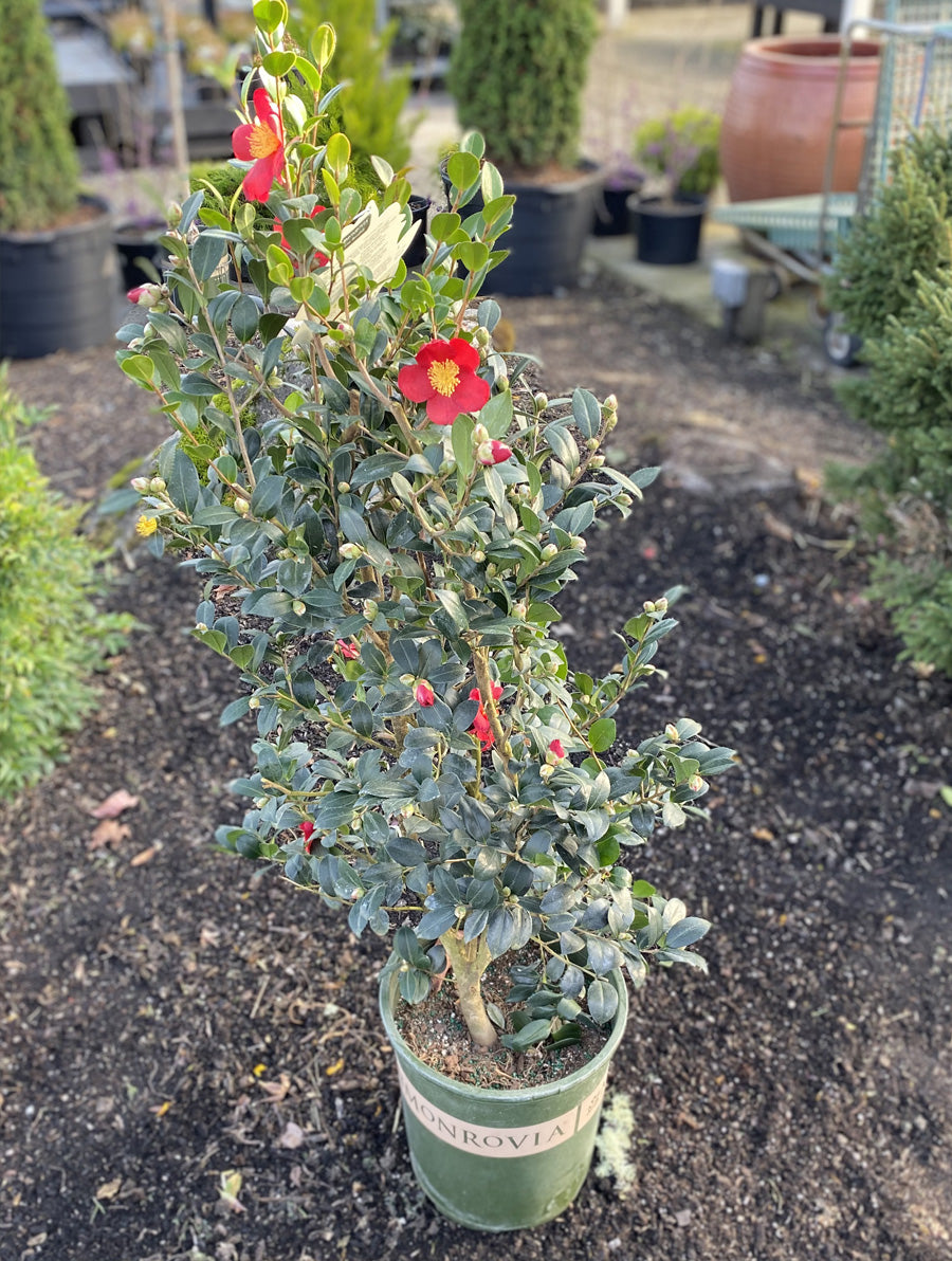 Camellia sasanqua 'Yuletide'