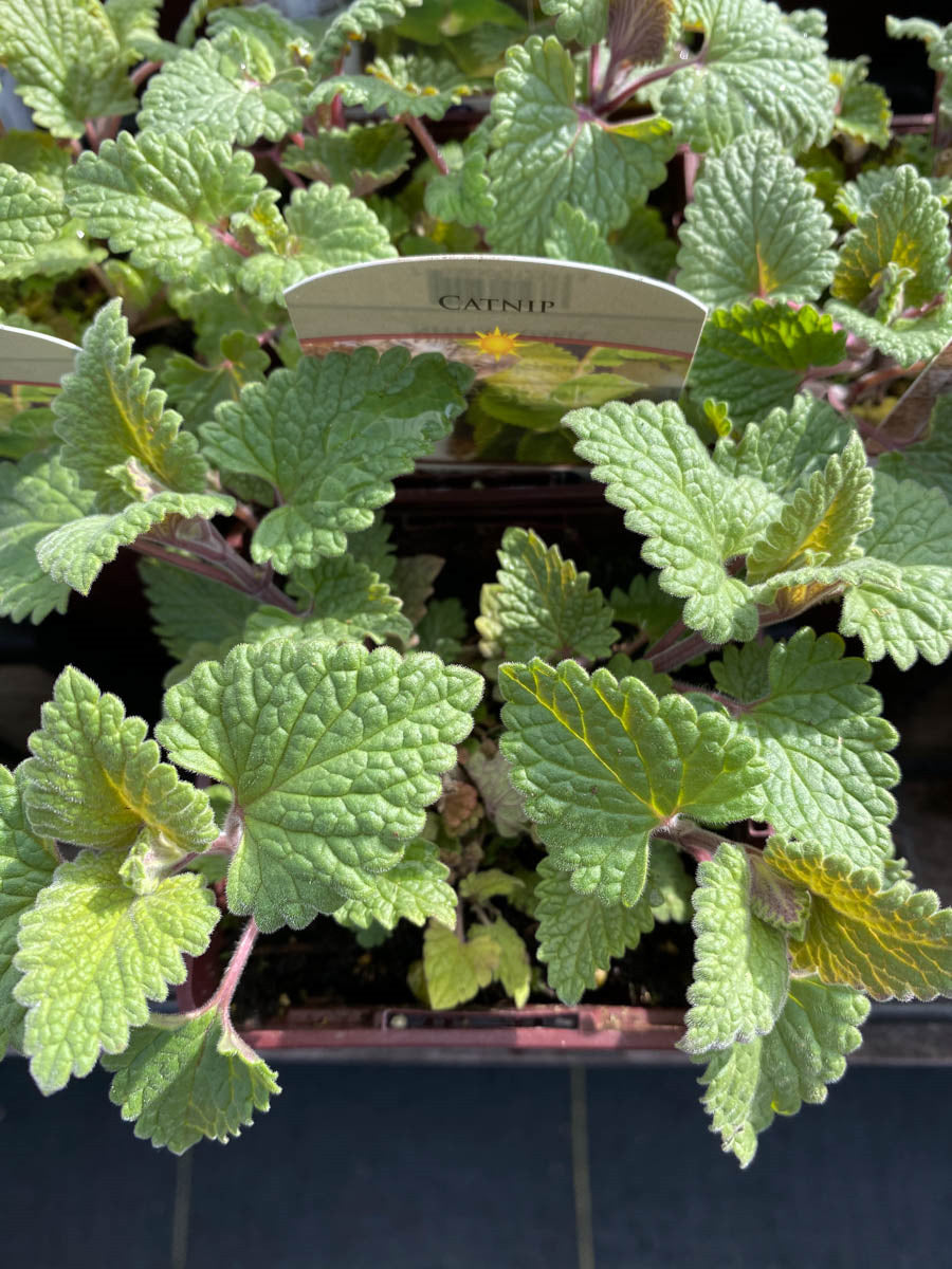 Watson's Greenhouse 