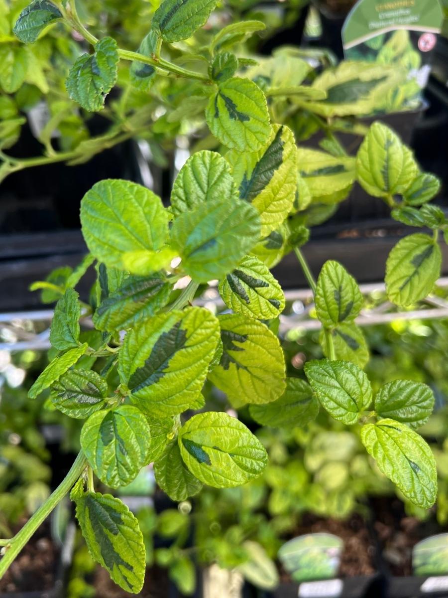 Watson's Greenhouse 