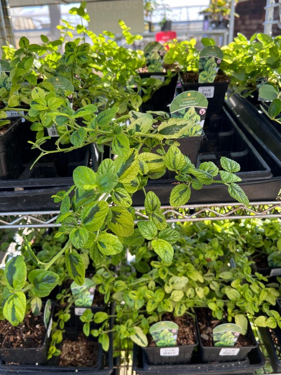 Watson's Greenhouse 