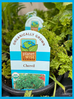 Organic Chervil 4"