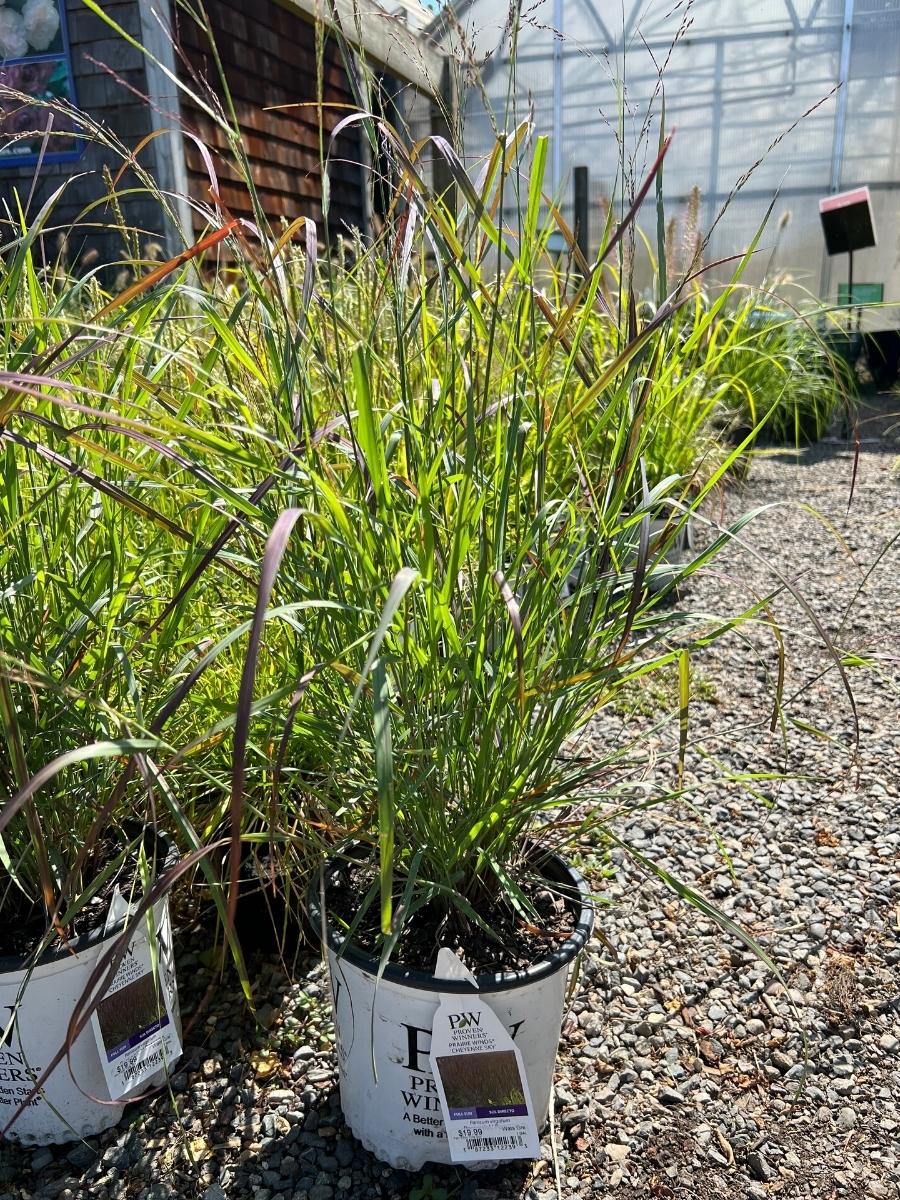 Red Switch Grass ‘Cheyenne Sky’ 1G