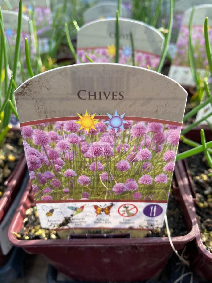 Chives 4