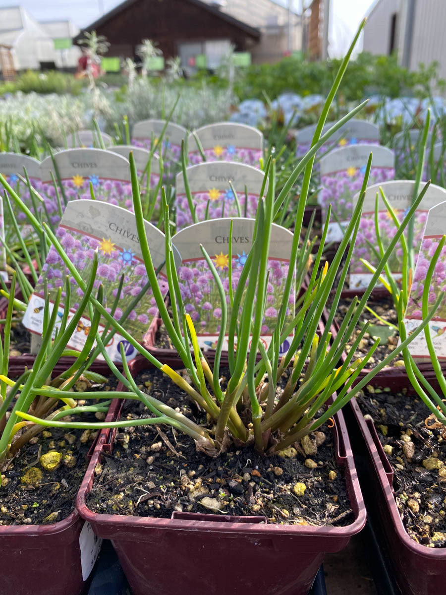 Chives 4