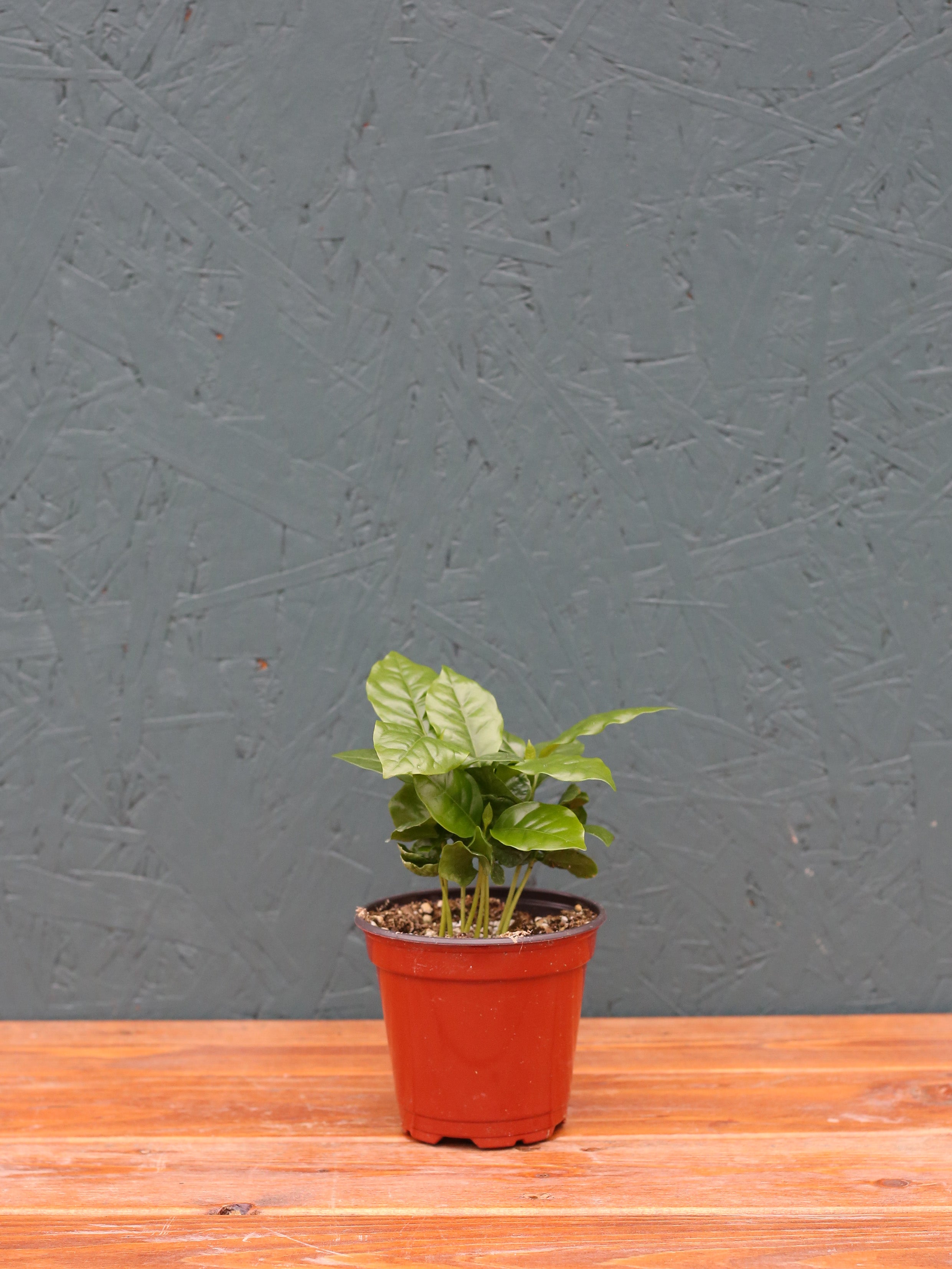 Coffee Plant