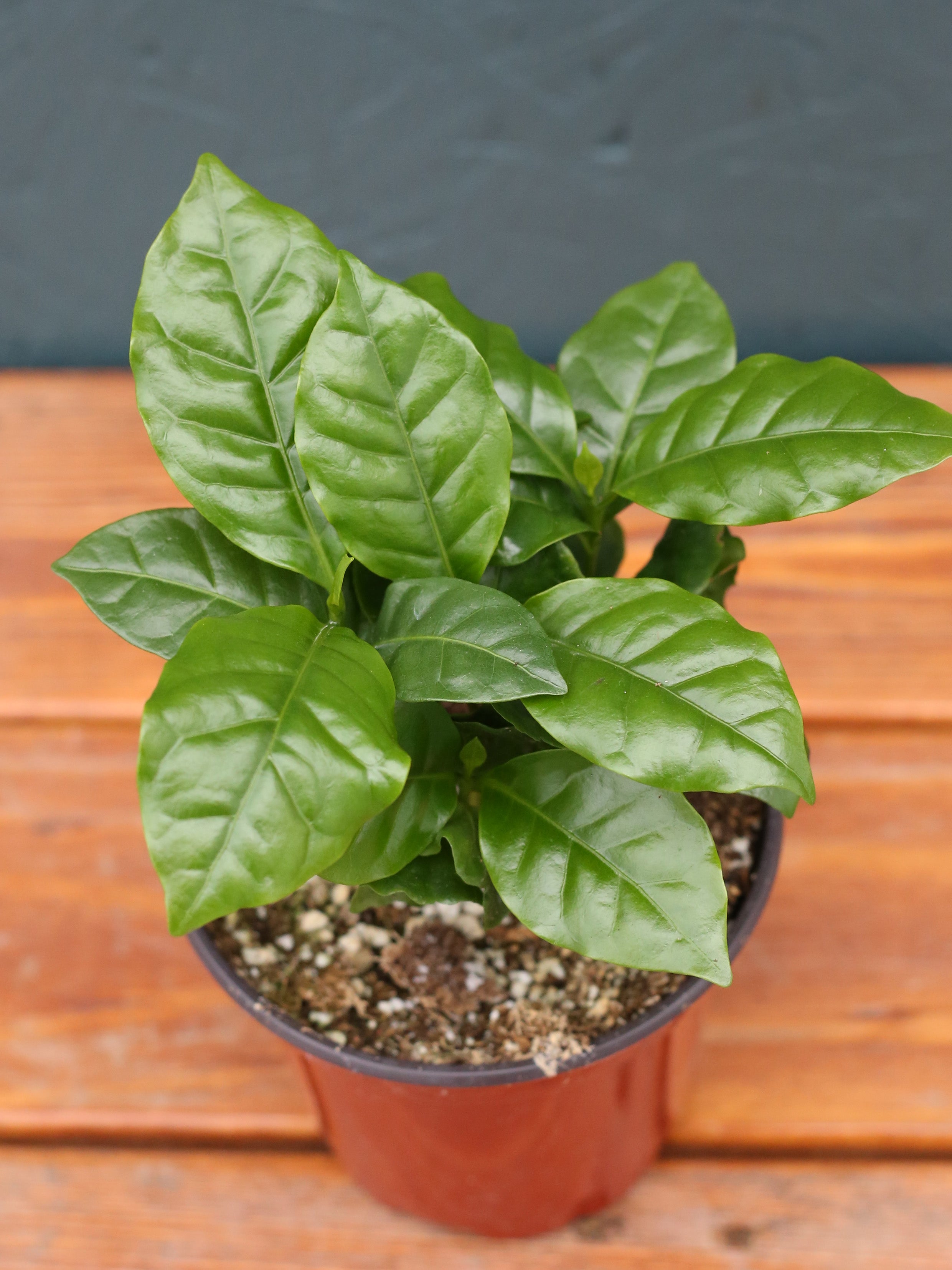 Coffee Plant