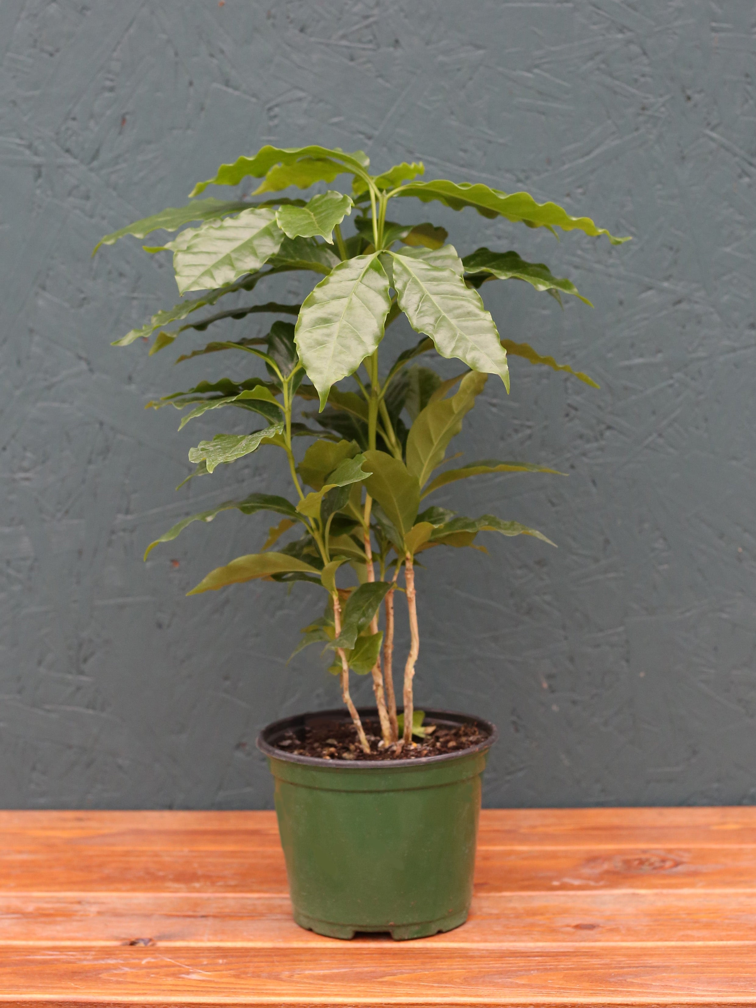 Coffee Plant