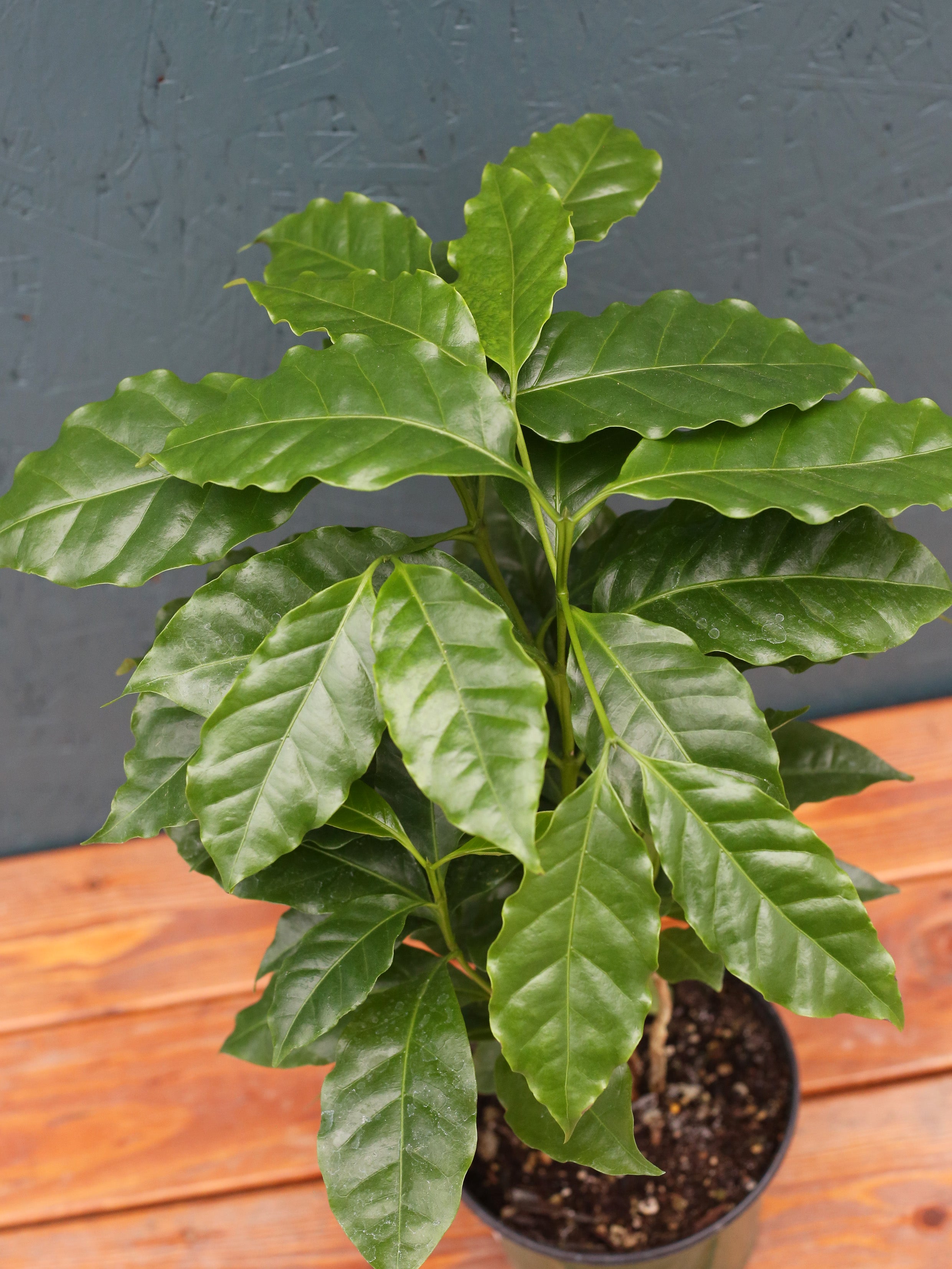 Coffee Plant