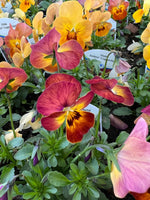 Violas