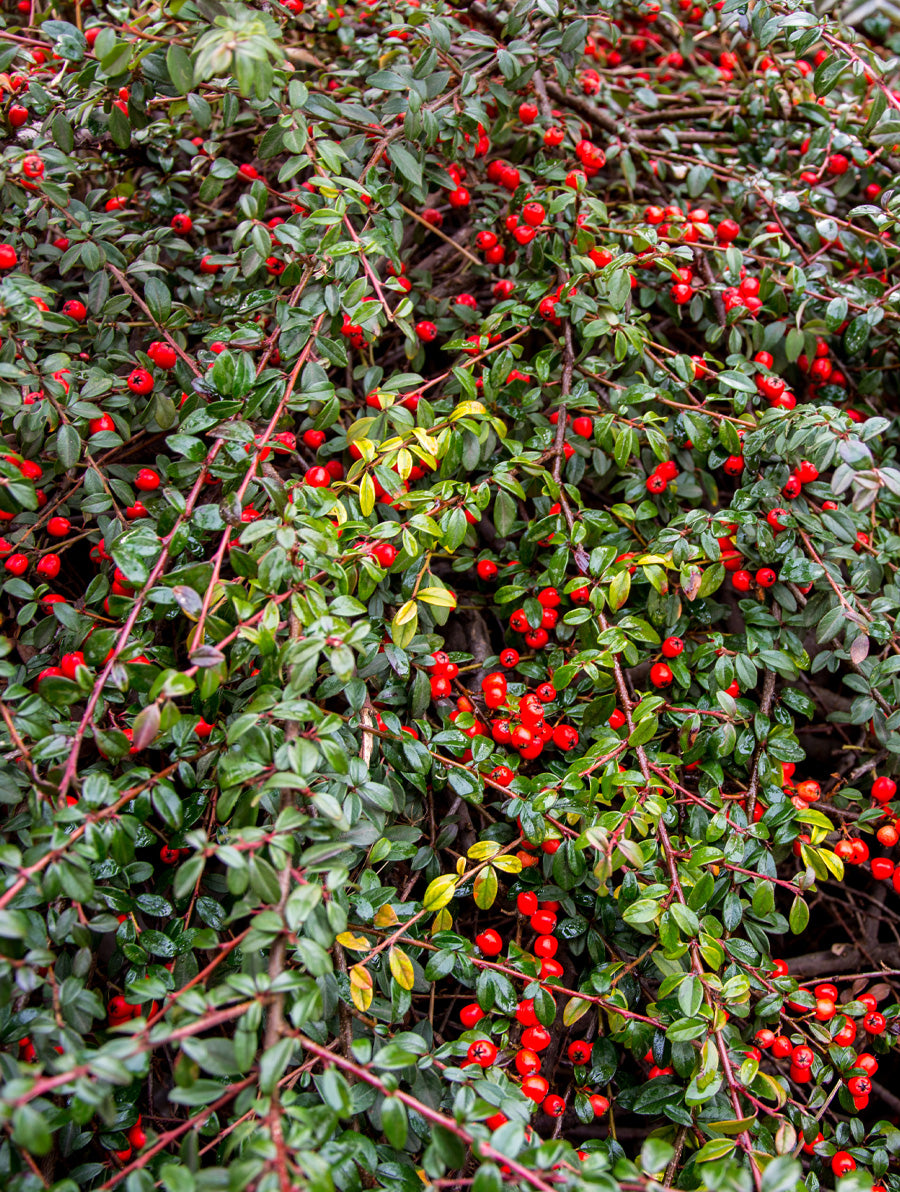 Cotoneaster Dammeri 4