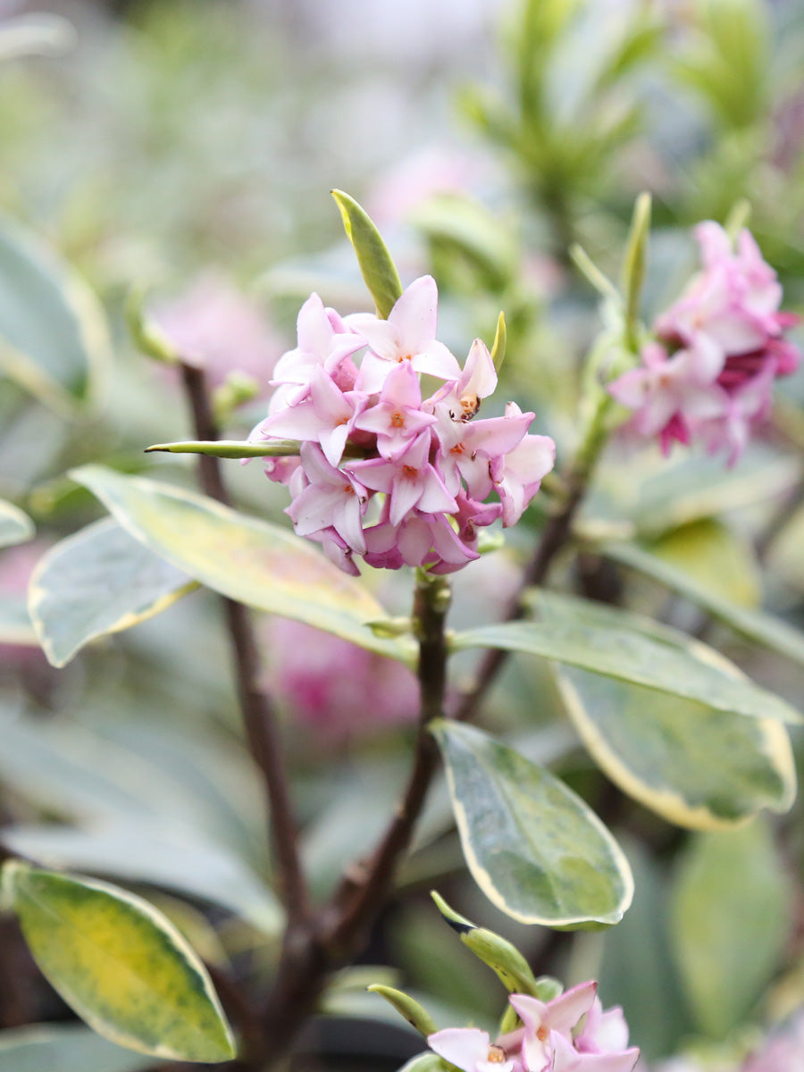 Daphne Odora 'Aureo-Marginata'