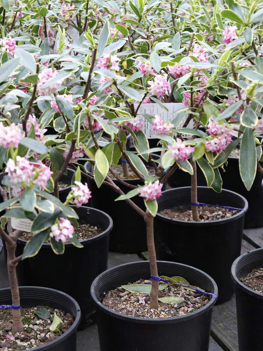 Daphne Odora 'Aureo-Marginata'