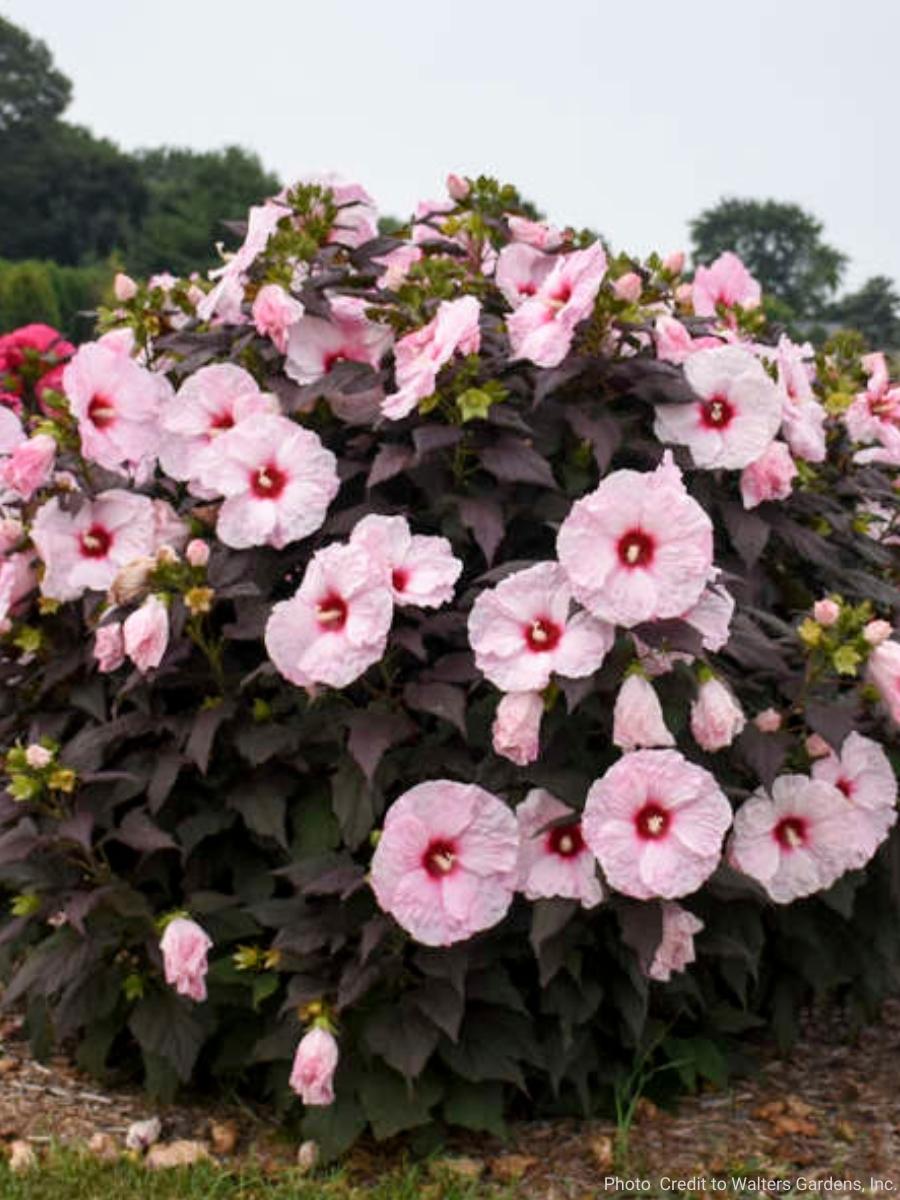 Hardy Hibiscus 'Dark Mystery' 3G