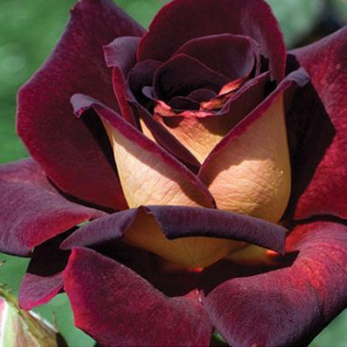 Hybrid Tea | Dark Night