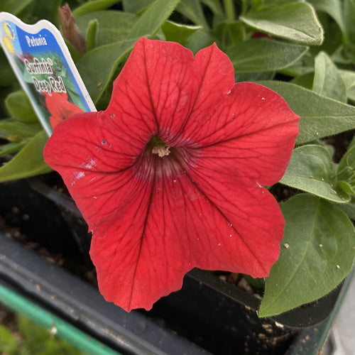 Watson's Greenhouse 