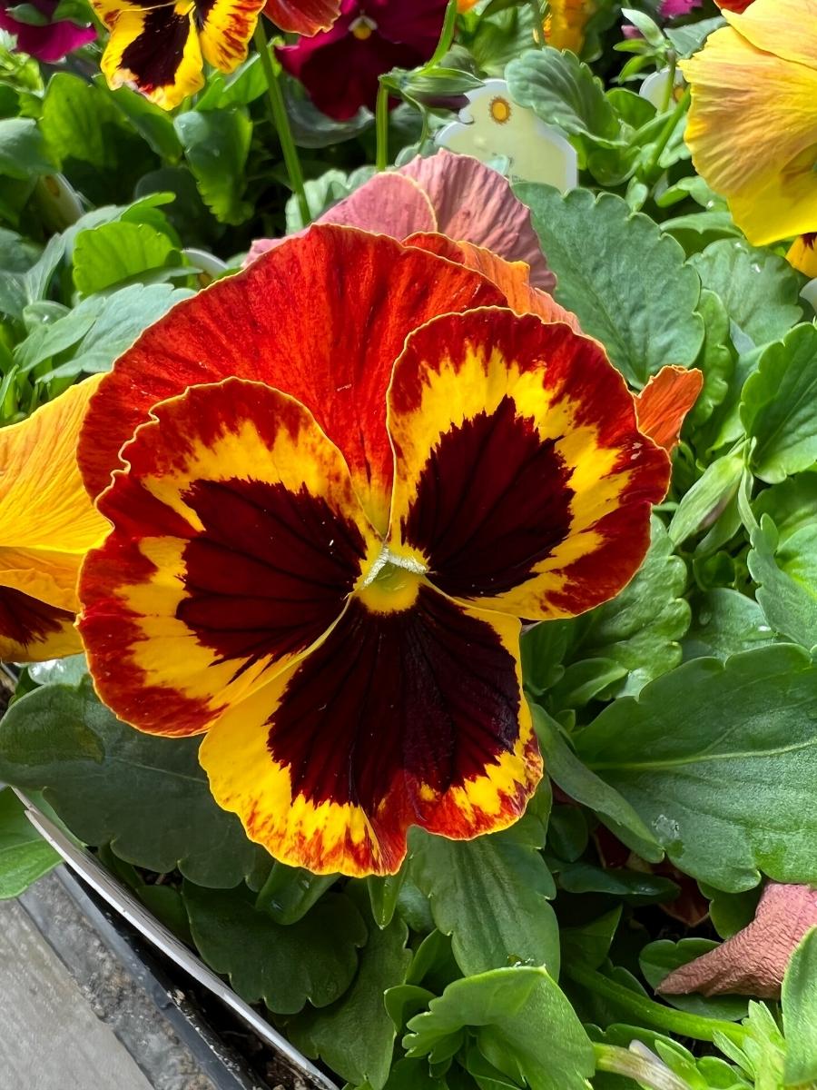Pansies