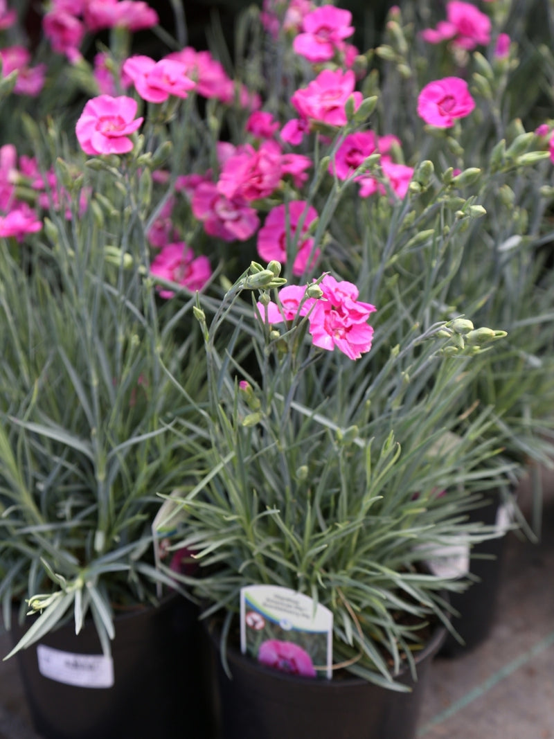 Dianthus American Pie™ 'Bumbleberry' 1G