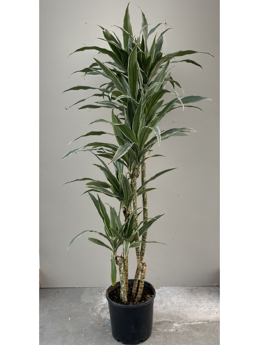 Dracaena Warneckii Cane 4 Tier 10