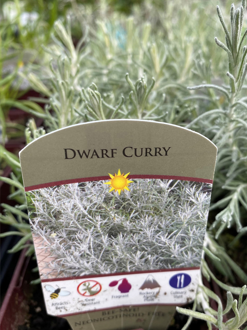 Dwarf Curry 4"