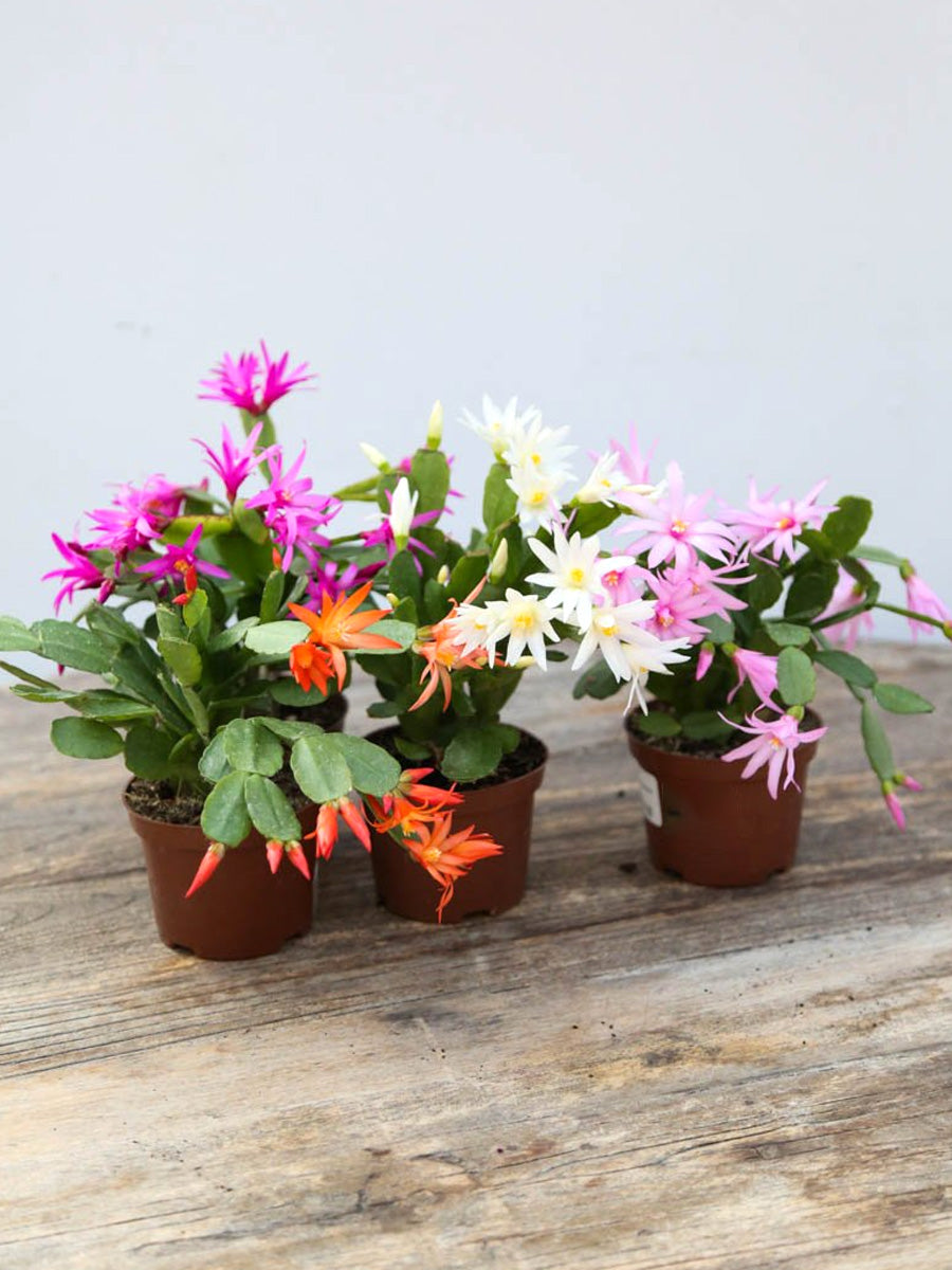 Rhipsalidopsis Spring Cactus 4"