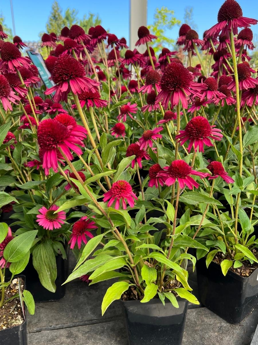 Watson's Greenhouse 