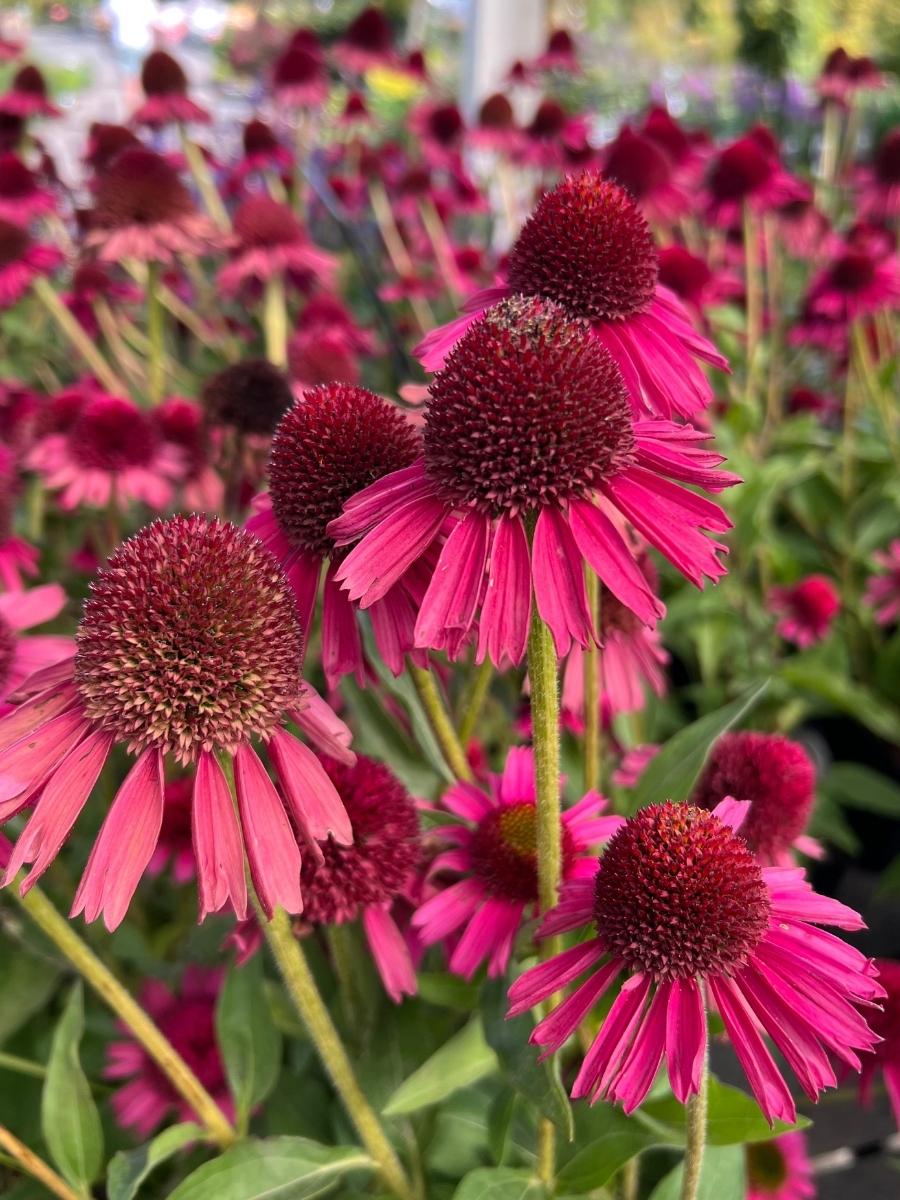 Watson's Greenhouse 