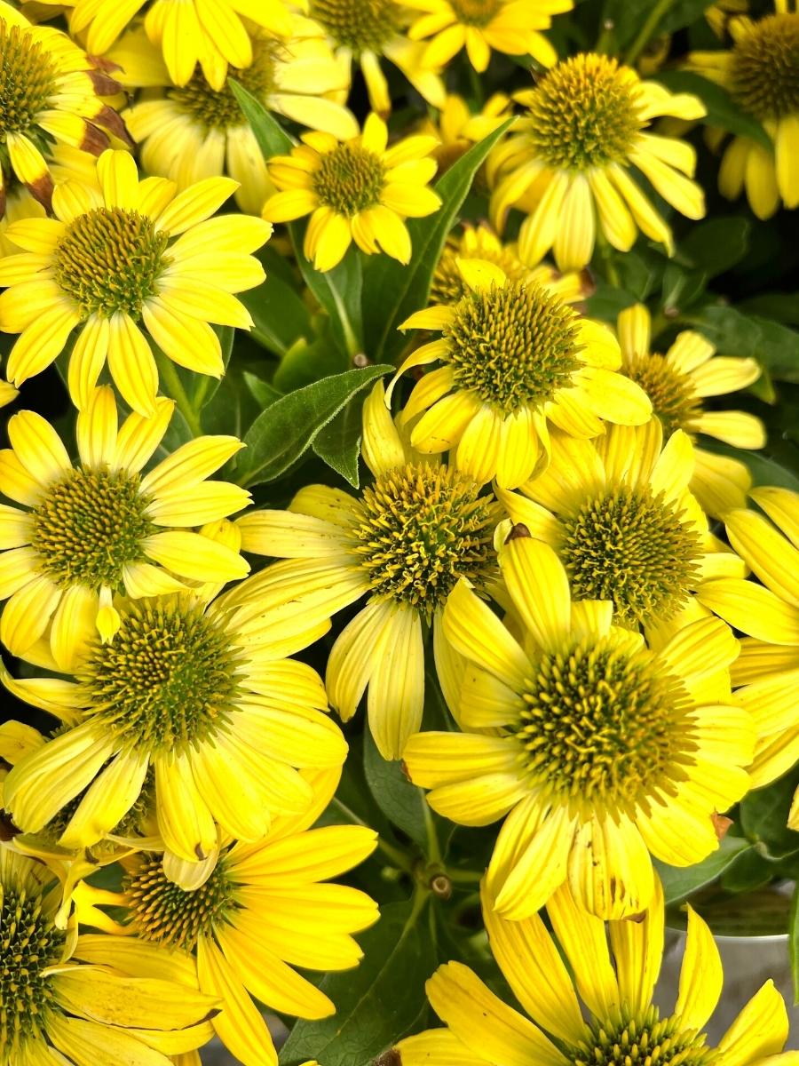 Echinacea Sombrero® 'Lemon Yellow'