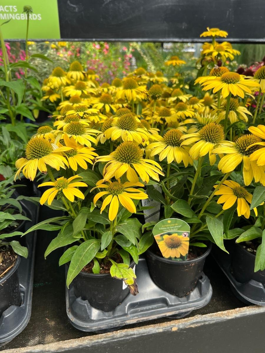 Echinacea Sombrero® 'Lemon Yellow'