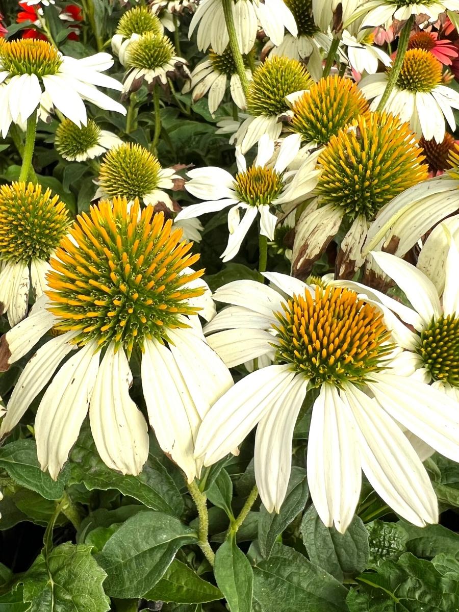 Echinacea Pow Wow White