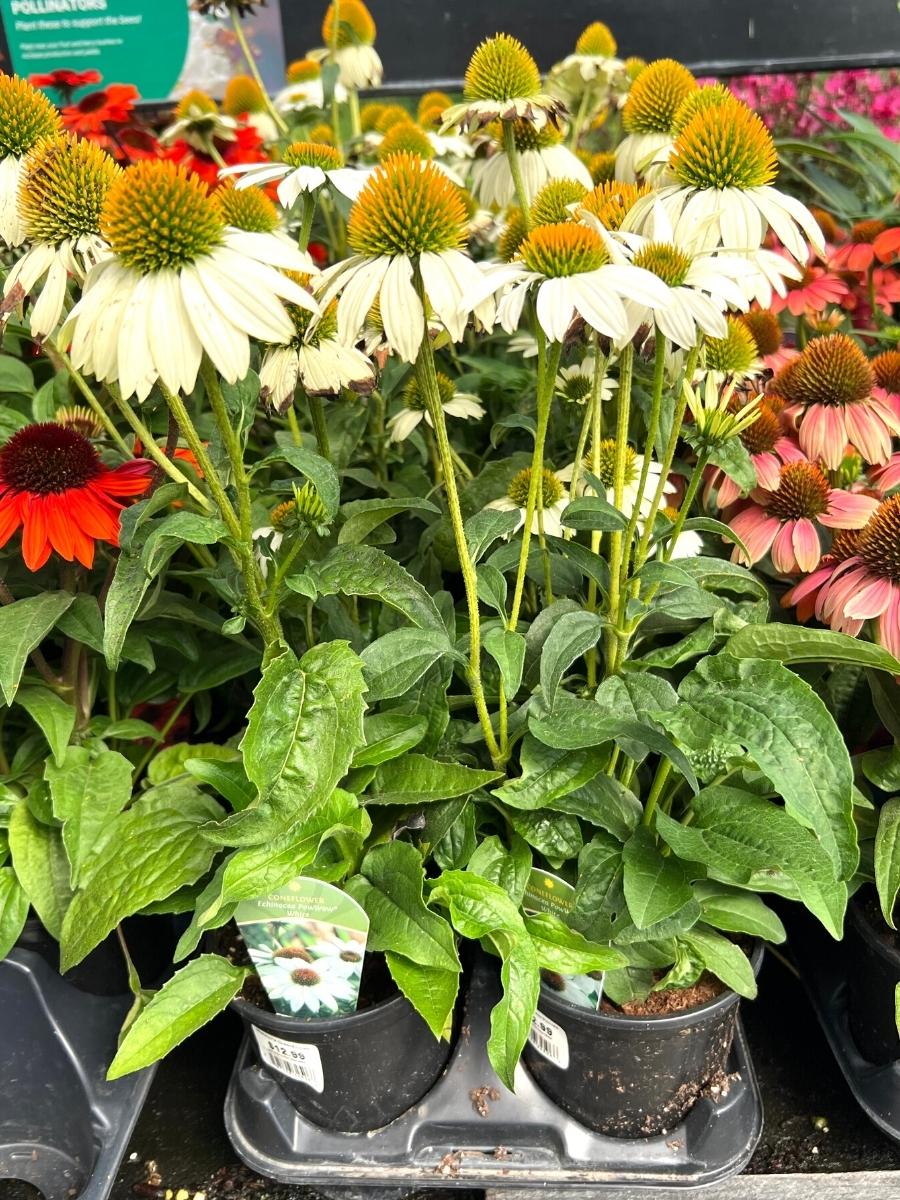 Echinacea Pow Wow White