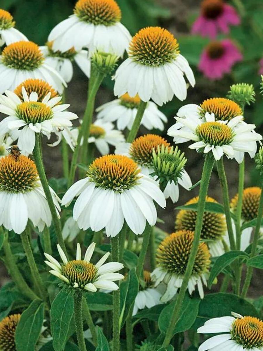 Echinacea Pow Wow White