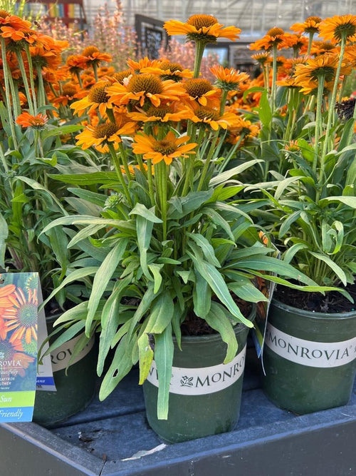 Echinacea Prima™ 'Saffron' 1G