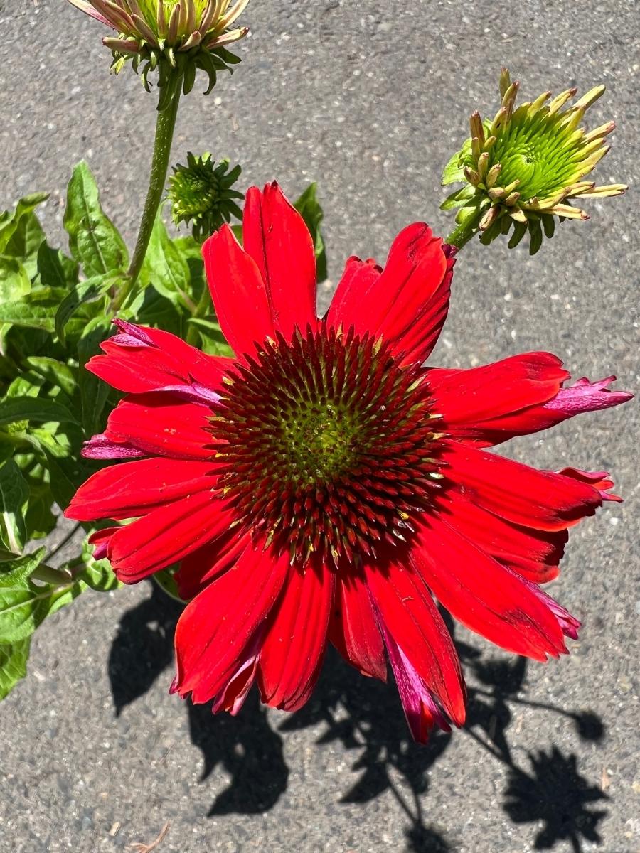 Echinacea Sombrero® 'Salsa Red'