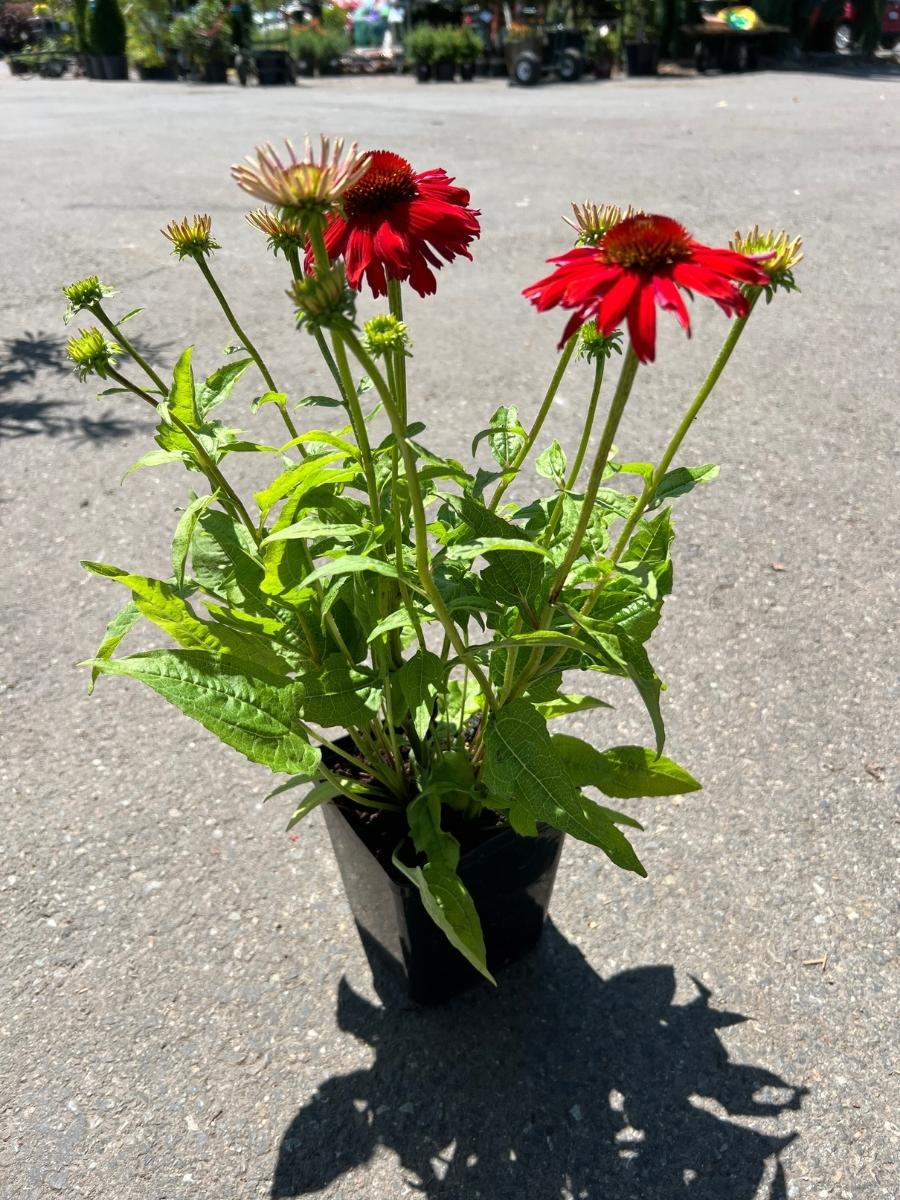 Echinacea Sombrero® 'Salsa Red'