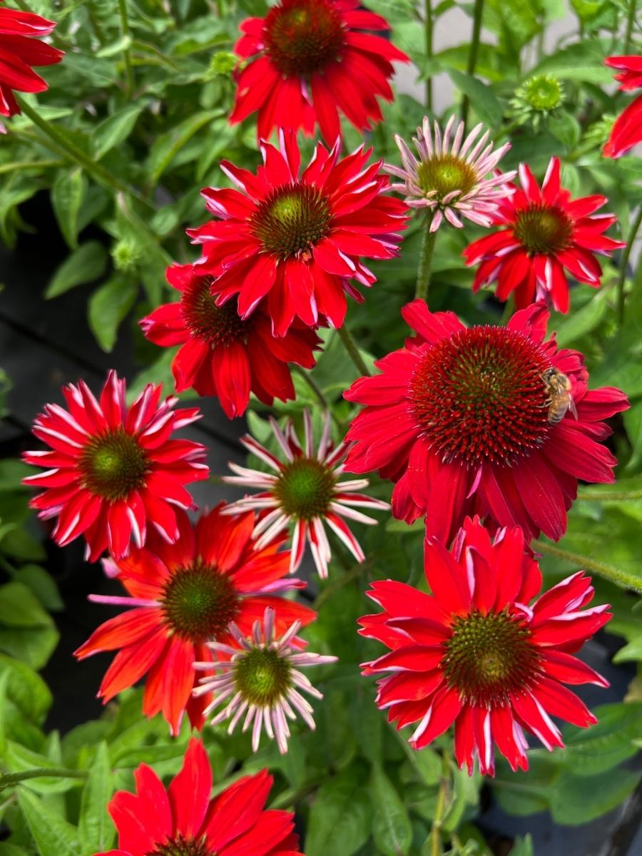 Echinacea Sombrero® 'Salsa Red'