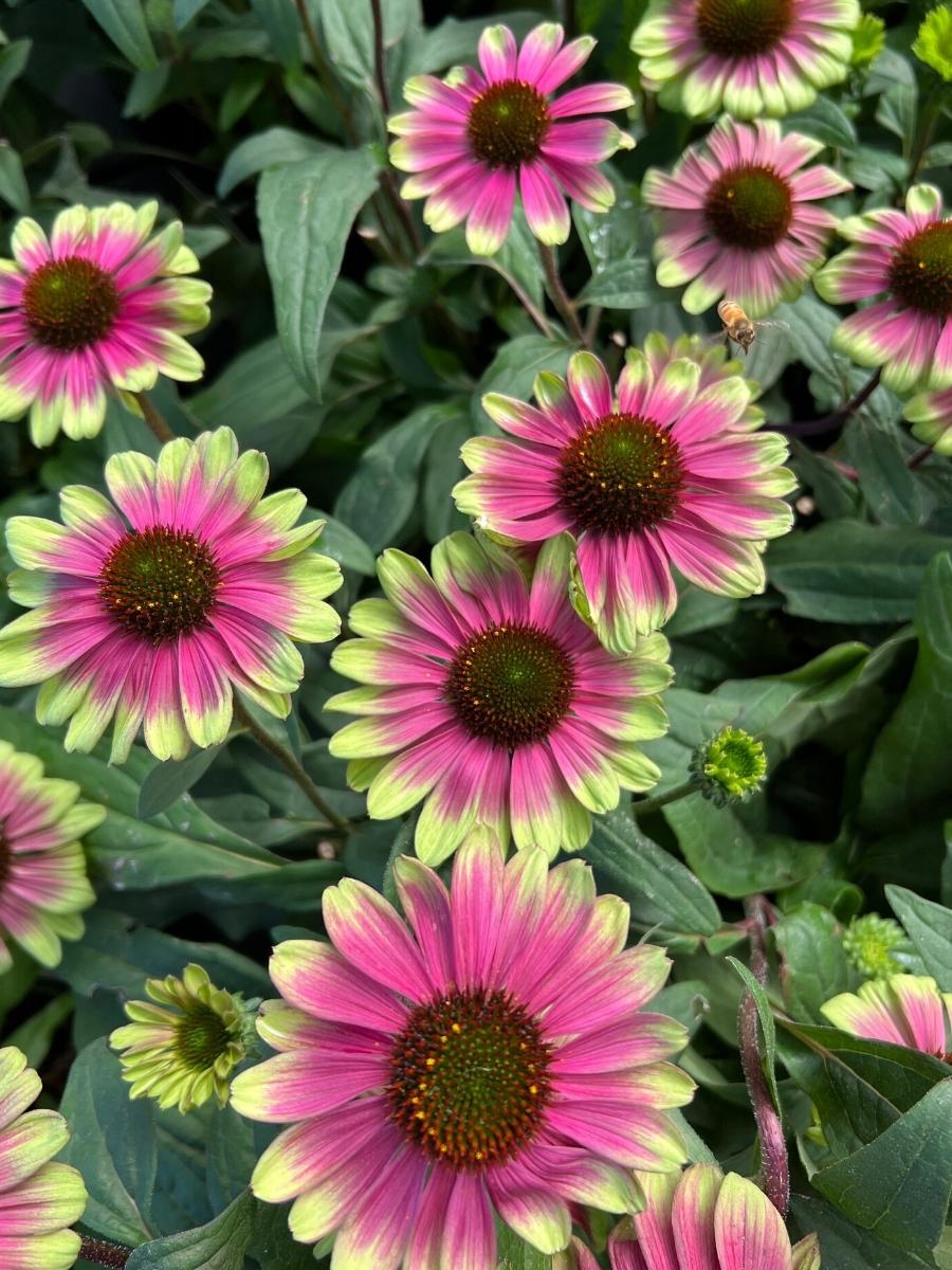 Echinacea 'Sweet Sandia' 1G