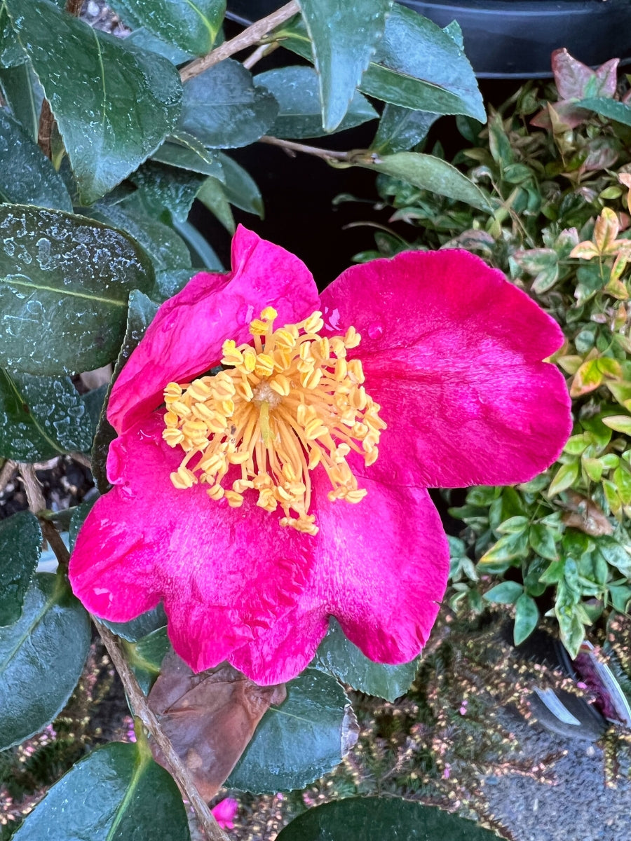 Camellia sasanqua 'Kanjiro'