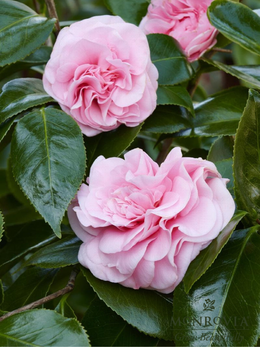 Camellia japonica 'Debutante'