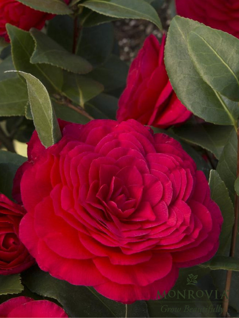 Camellia japonica 'Nuccio's Bella Rosa'