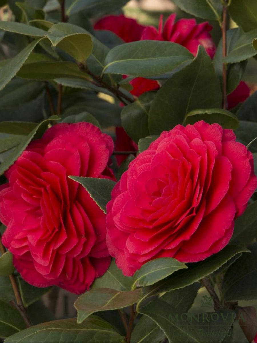 Camellia japonica 'Nuccio's Bella Rosa'