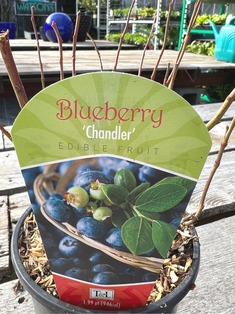 Blueberry 'Chandler' Qt. – Watson's Greenhouse