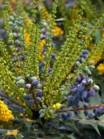 Mahonia 'Charity' 5G