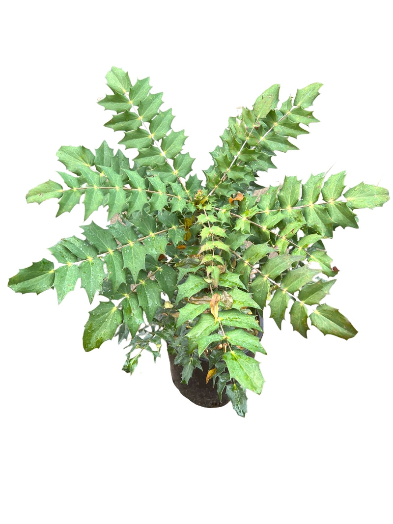 Mahonia 'Charity' 5G