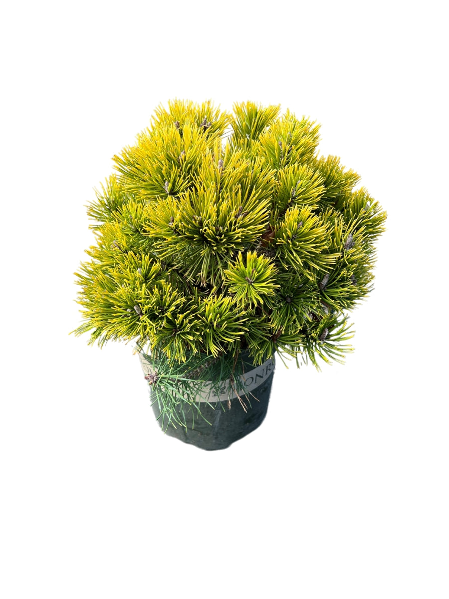 Carsten's Wintergold Mugo Pine